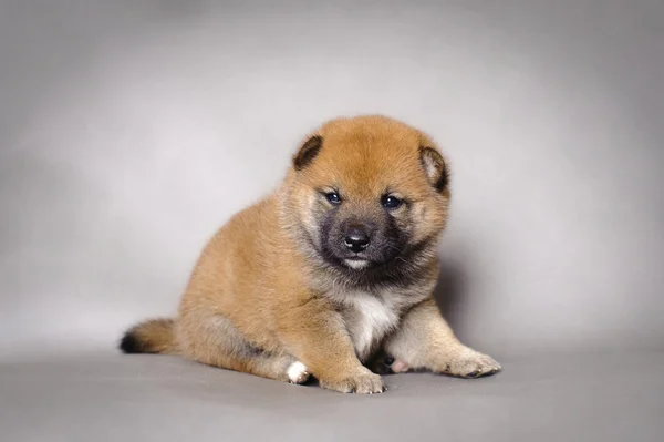 Cachorrinho japonês Shiba inu — Fotografia de Stock