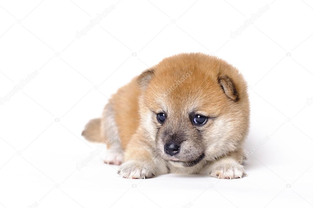Japanese Shiba inu puppy