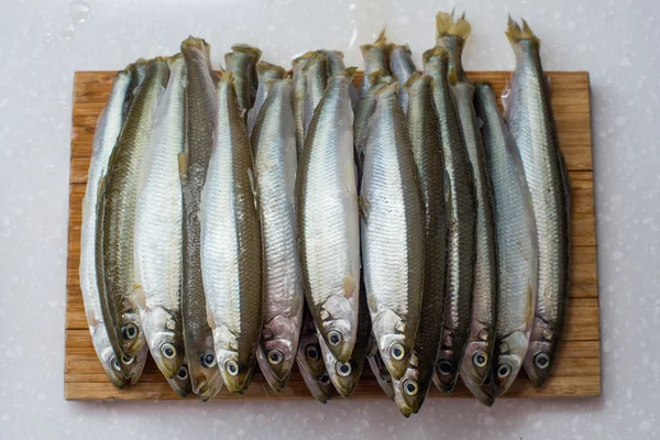 Peces olfateados sobre fondo blanco — Foto de Stock