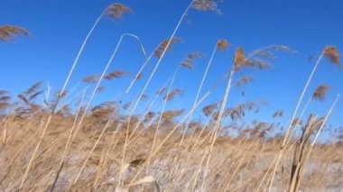 Kışın rüzgarda kuru ot