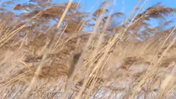 Droog gras op de wind in de winter — Stockvideo