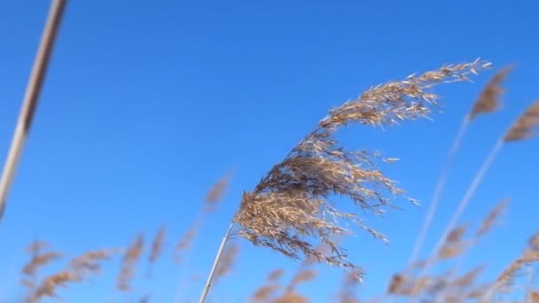 Dry grass on the wind during the winter — Stock Video