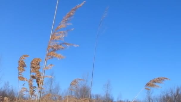 Hierba seca en el viento durante el invierno — Vídeos de Stock