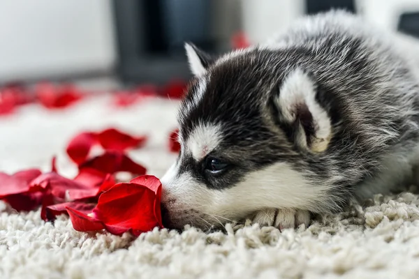 Siberiano husky cachorro con ojos azules — Foto de Stock