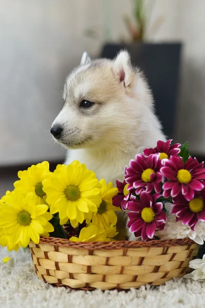 Siberiano husky cachorro con ojos azules —  Fotos de Stock