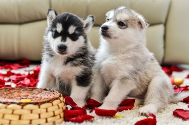 mavi gözlü Sibirya husky yavrusu