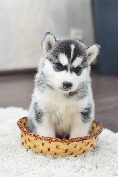 mavi gözlü Sibirya husky yavrusu