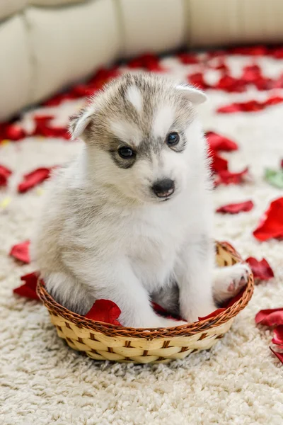 Siberiano husky cachorro con ojos azules — Foto de Stock