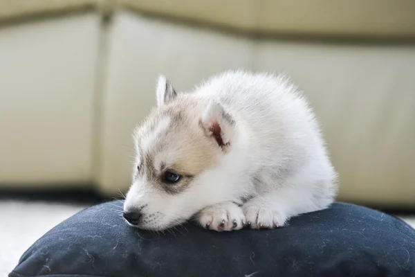 Siberische husky pup met blauwe ogen — Stockfoto