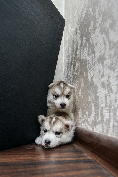 Siberiano husky cachorro con ojos azules —  Fotos de Stock