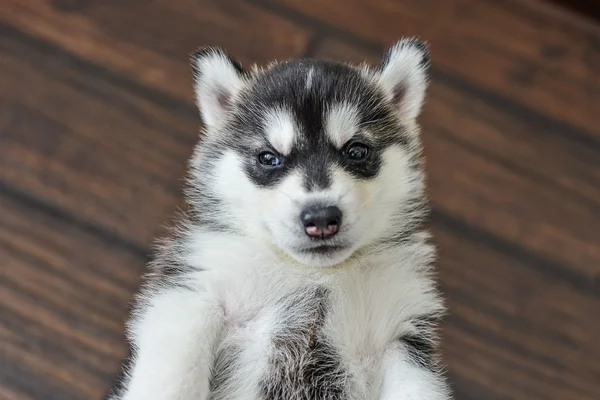 Cucciolo husky siberiano con gli occhi azzurri — Foto Stock