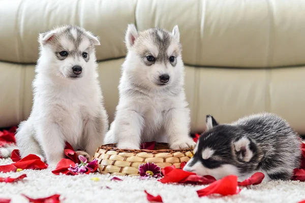 Siberiano husky cachorro con ojos azules — Foto de Stock