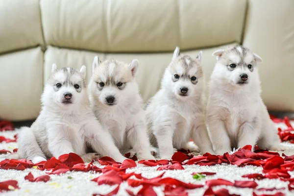 Cucciolo husky siberiano con gli occhi azzurri — Foto Stock