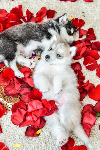 Siberiano husky cachorro con ojos azules —  Fotos de Stock