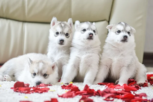 Cucciolo husky siberiano con gli occhi azzurri — Foto Stock