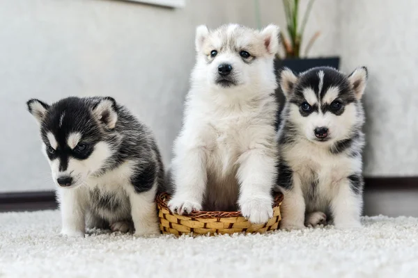 Siberiano husky cachorro con ojos azules — Foto de Stock