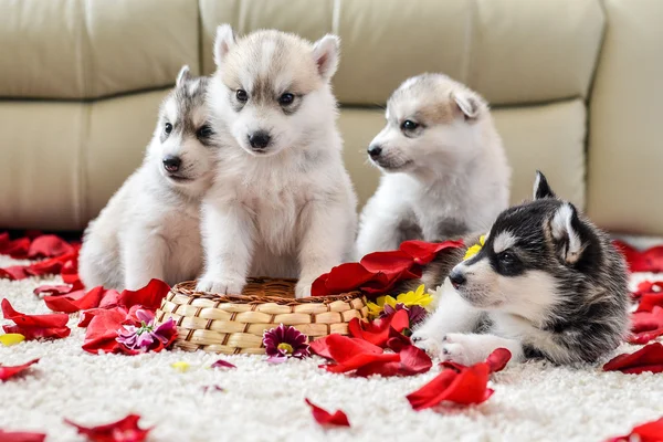 Cucciolo husky siberiano con gli occhi azzurri — Foto Stock