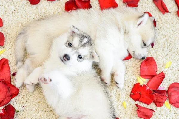 Siberiano husky cachorro con ojos azules — Foto de Stock