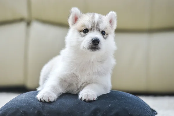 Siberian husky puppy with blue eyes — Stock Photo, Image