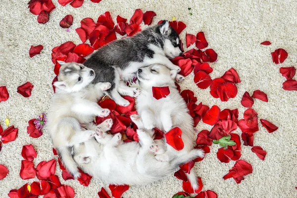 Siberiano husky cachorro con ojos azules — Foto de Stock