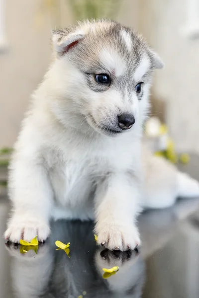 Siberian husky puppy with blue eyes