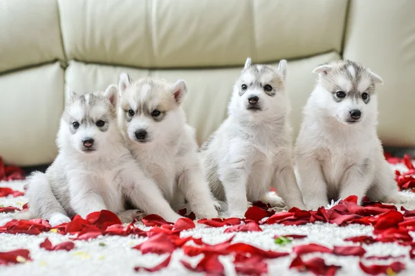 Cucciolo husky siberiano con gli occhi azzurri — Foto Stock