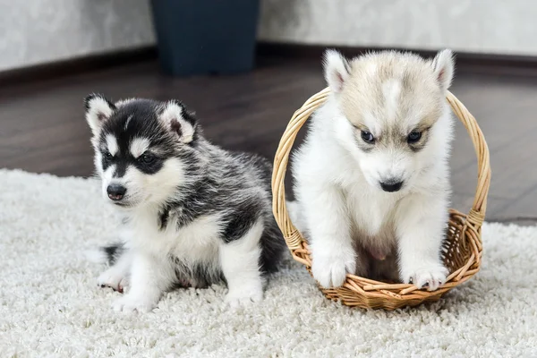 Siberian husky szczeniaka z niebieskimi oczami — Zdjęcie stockowe