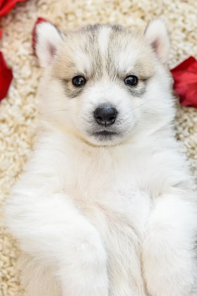 Cucciolo husky siberiano con gli occhi azzurri — Foto Stock