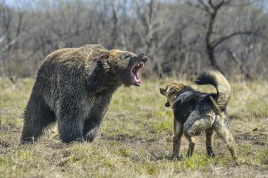 Büyük boz ayı ile köpek