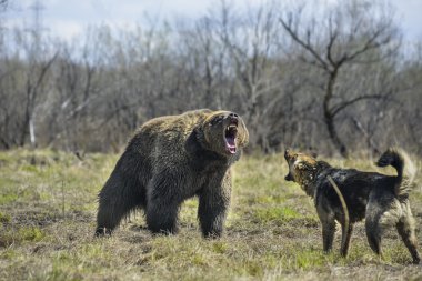 Büyük boz ayı ile köpek