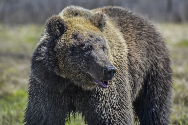 En björn i skogen. Stor brun Björn — Stockfoto