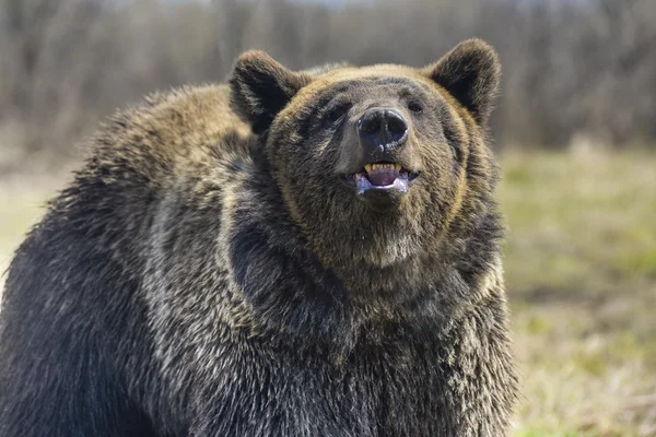 Een bruine beer in het forest. Grote bruine beer — Stockfoto