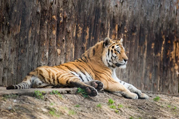 Grande tigre sdraiato sul prato . — Foto Stock