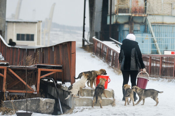 dogs in the winter