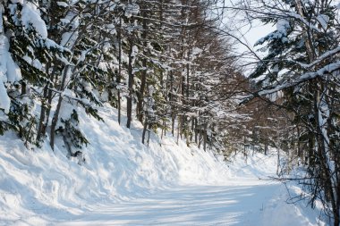 kış orman Kayak iz