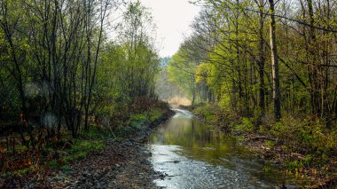 Orman sis sabah alan