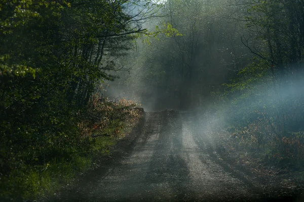 Forest fog morning field — Stock Photo, Image