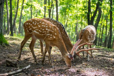 Erkek kırmızı geyik