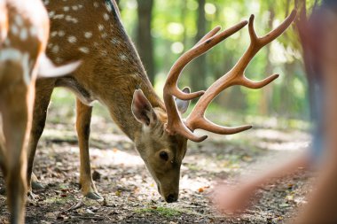 Erkek kırmızı geyik