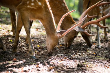 Erkek kırmızı geyik