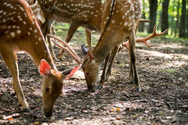 Erkek kırmızı geyik