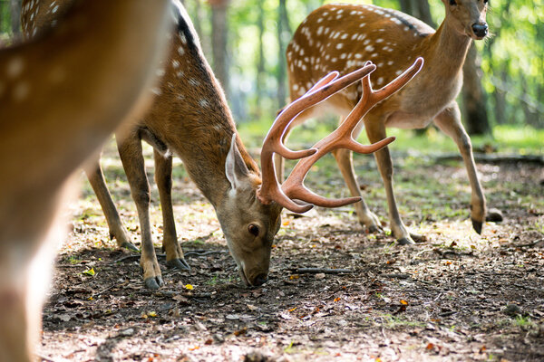 Male red deer in the woods in the summer