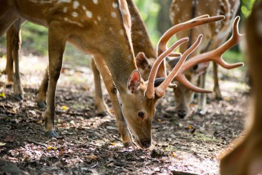 Erkek kırmızı geyik