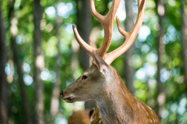 Erkek kırmızı geyik