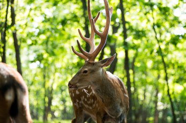 Erkek kırmızı geyik