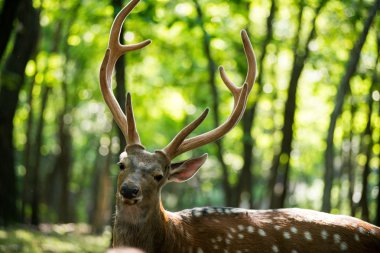 Erkek kırmızı geyik