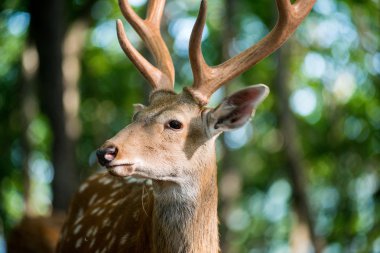 Erkek kırmızı geyik