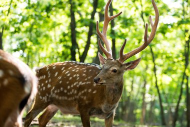 Erkek kırmızı geyik