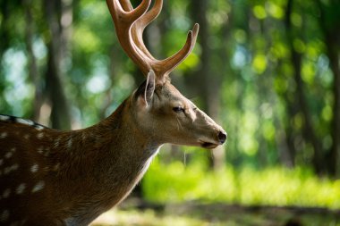 Erkek kırmızı geyik