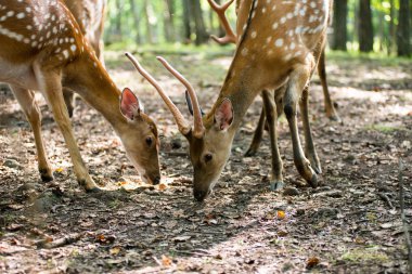 Erkek kırmızı geyik